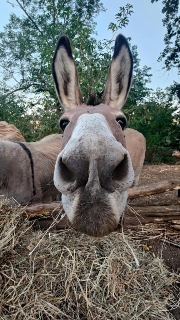 Agriturismo Il Castagneto Supino Dış mekan fotoğraf