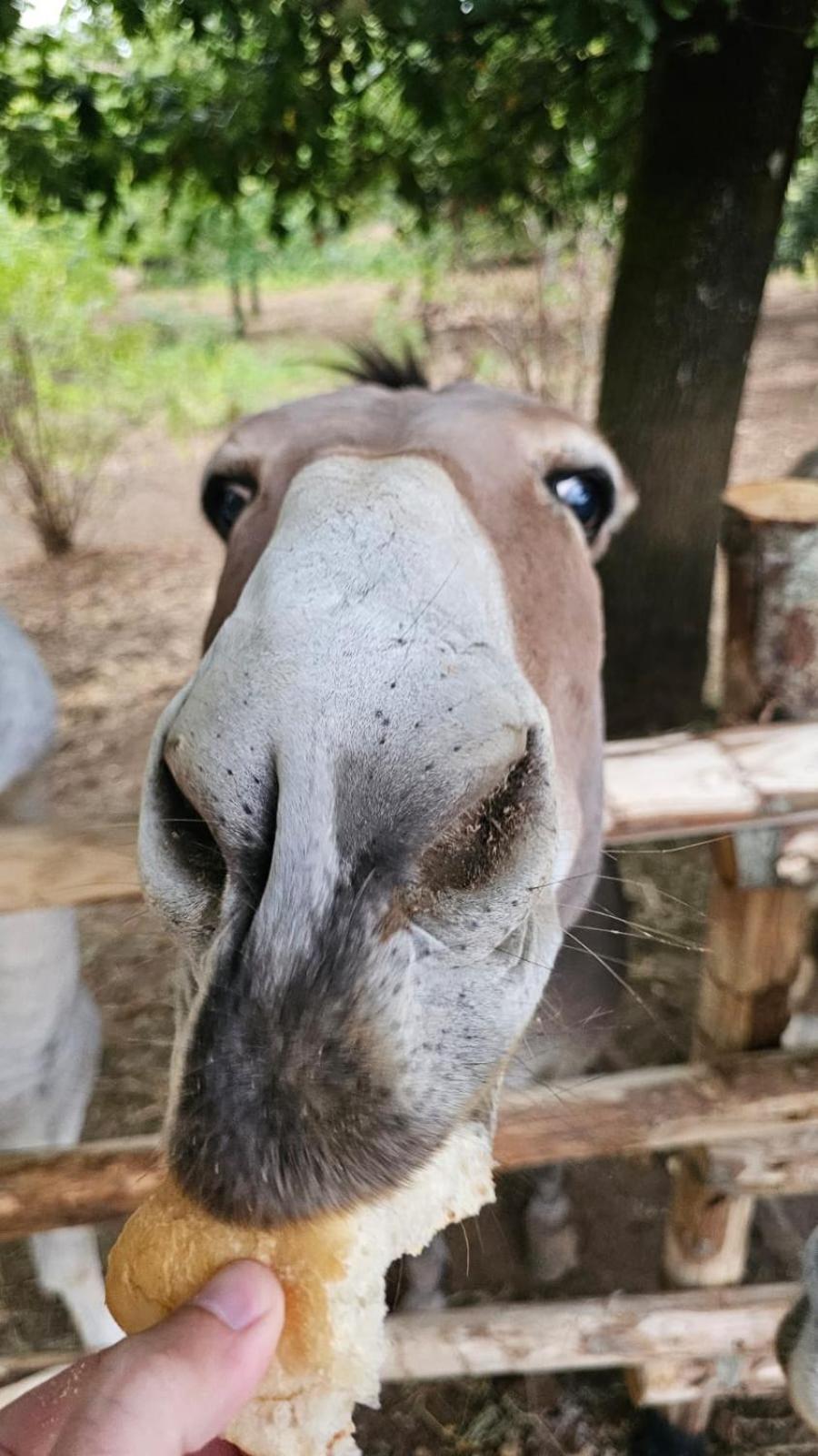 Agriturismo Il Castagneto Supino Dış mekan fotoğraf