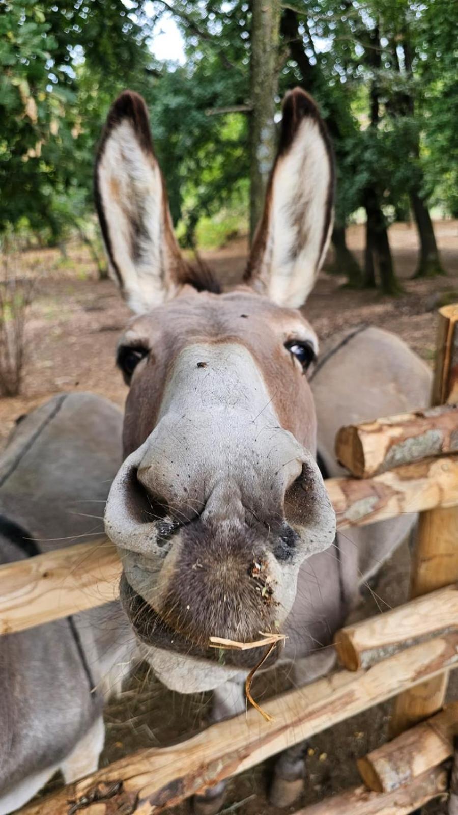 Agriturismo Il Castagneto Supino Dış mekan fotoğraf