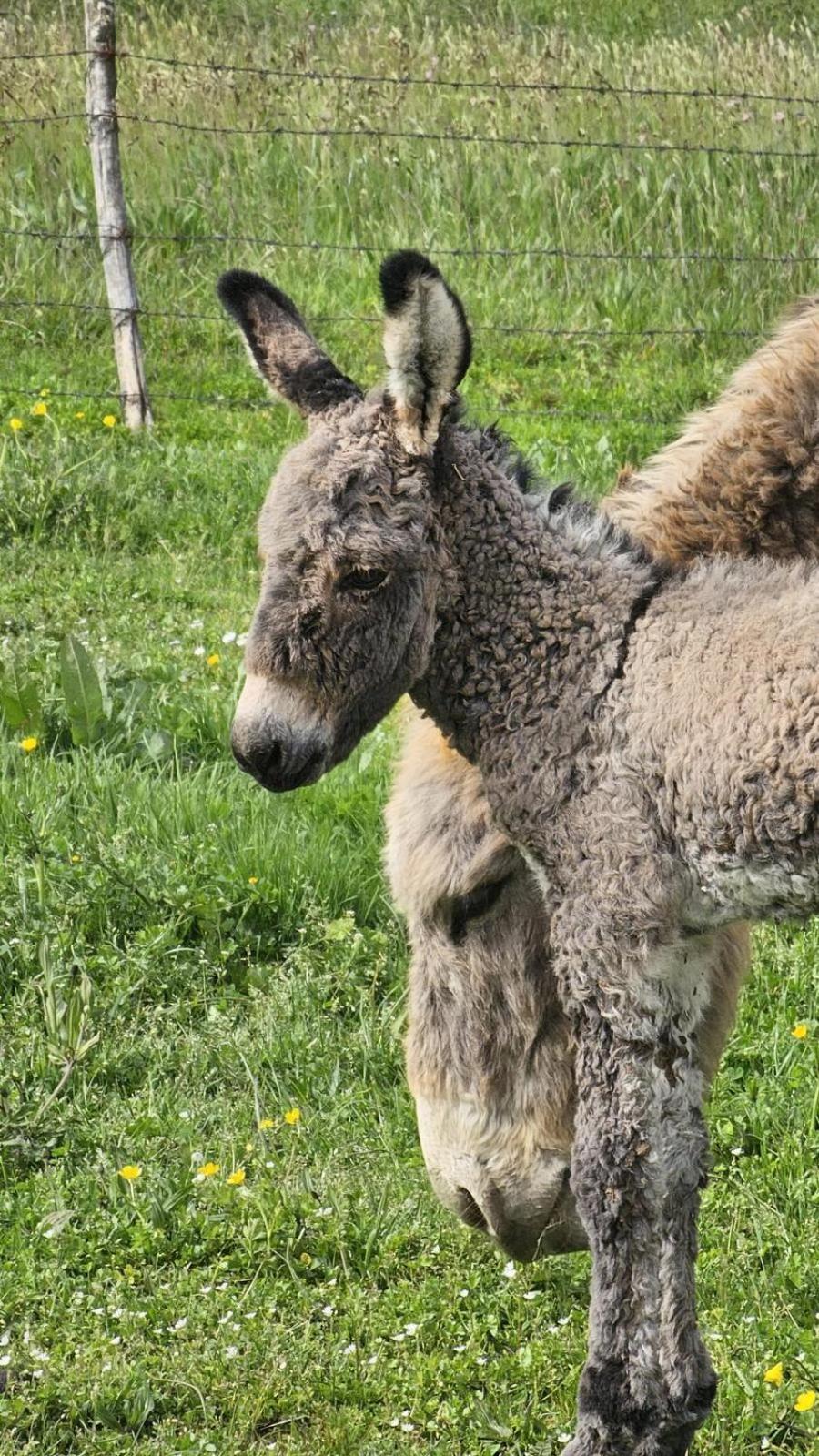 Agriturismo Il Castagneto Supino Dış mekan fotoğraf