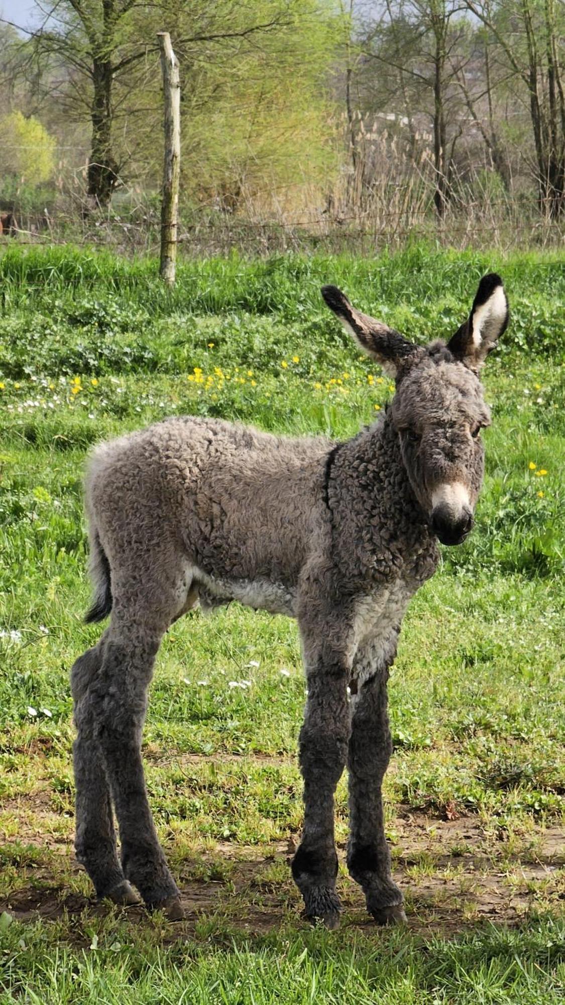 Agriturismo Il Castagneto Supino Dış mekan fotoğraf
