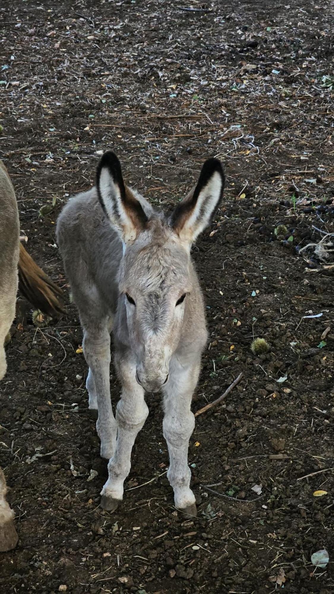 Agriturismo Il Castagneto Supino Dış mekan fotoğraf